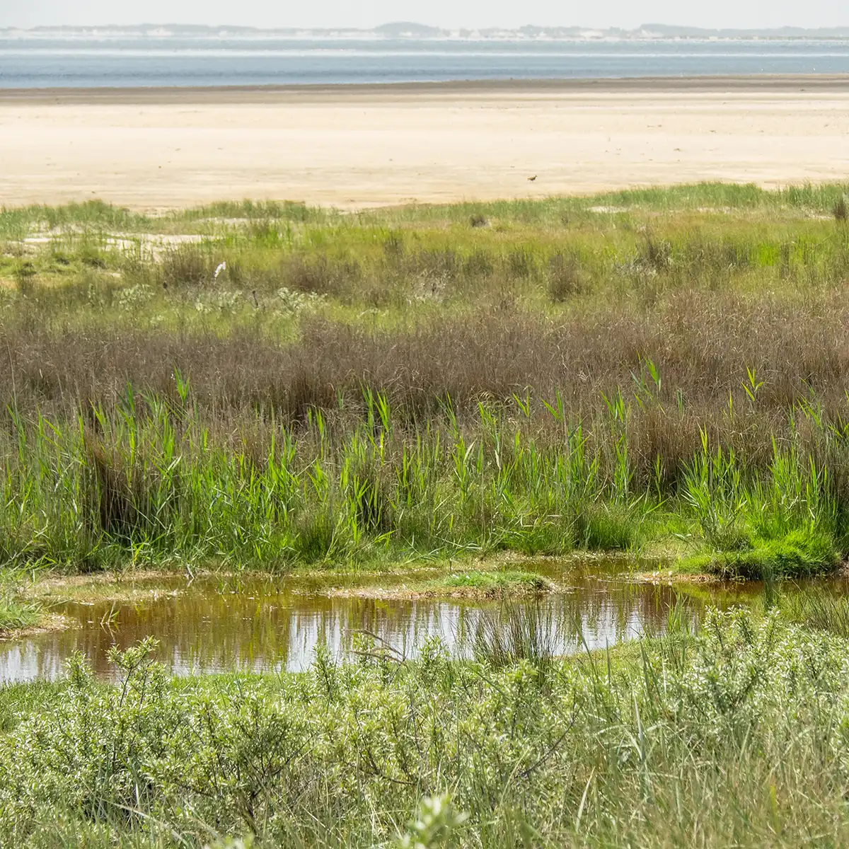 2 febbraio - Giornata Mondiale delle Zone Umide