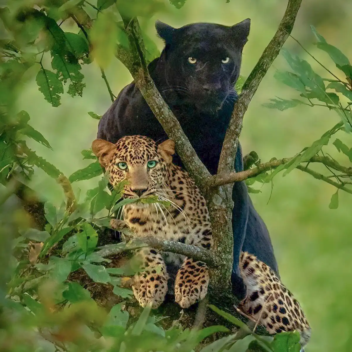 3 Marzo - Giornata mondiale della fauna selvatica, come proteggere la biodiversità