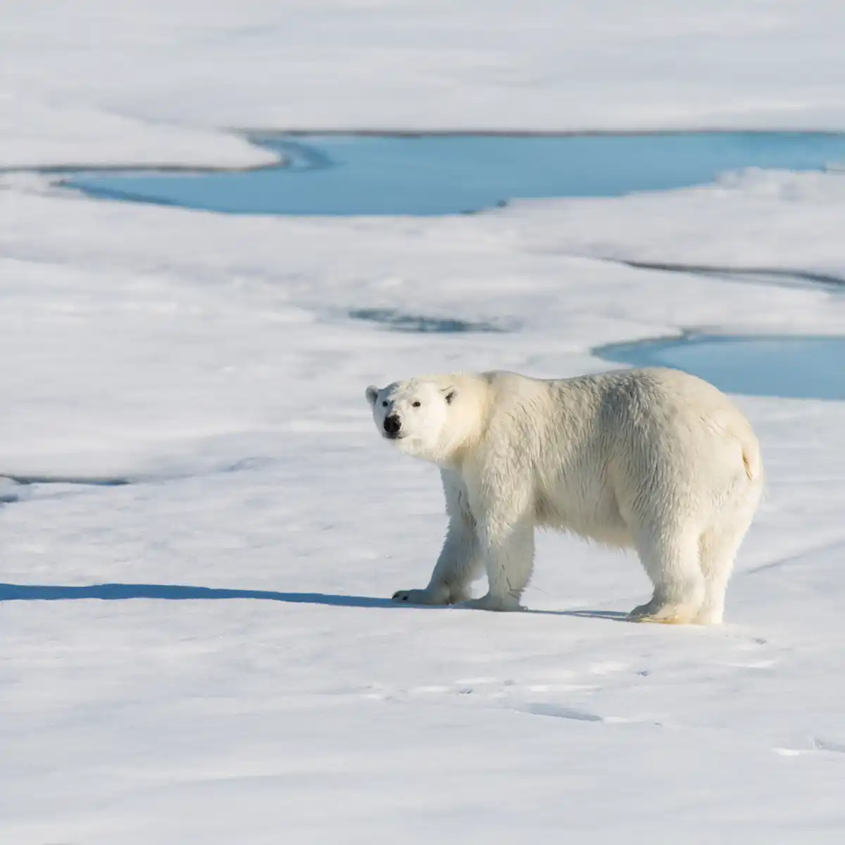 27 Febbraio - Giornata mondiale dell’orso polare