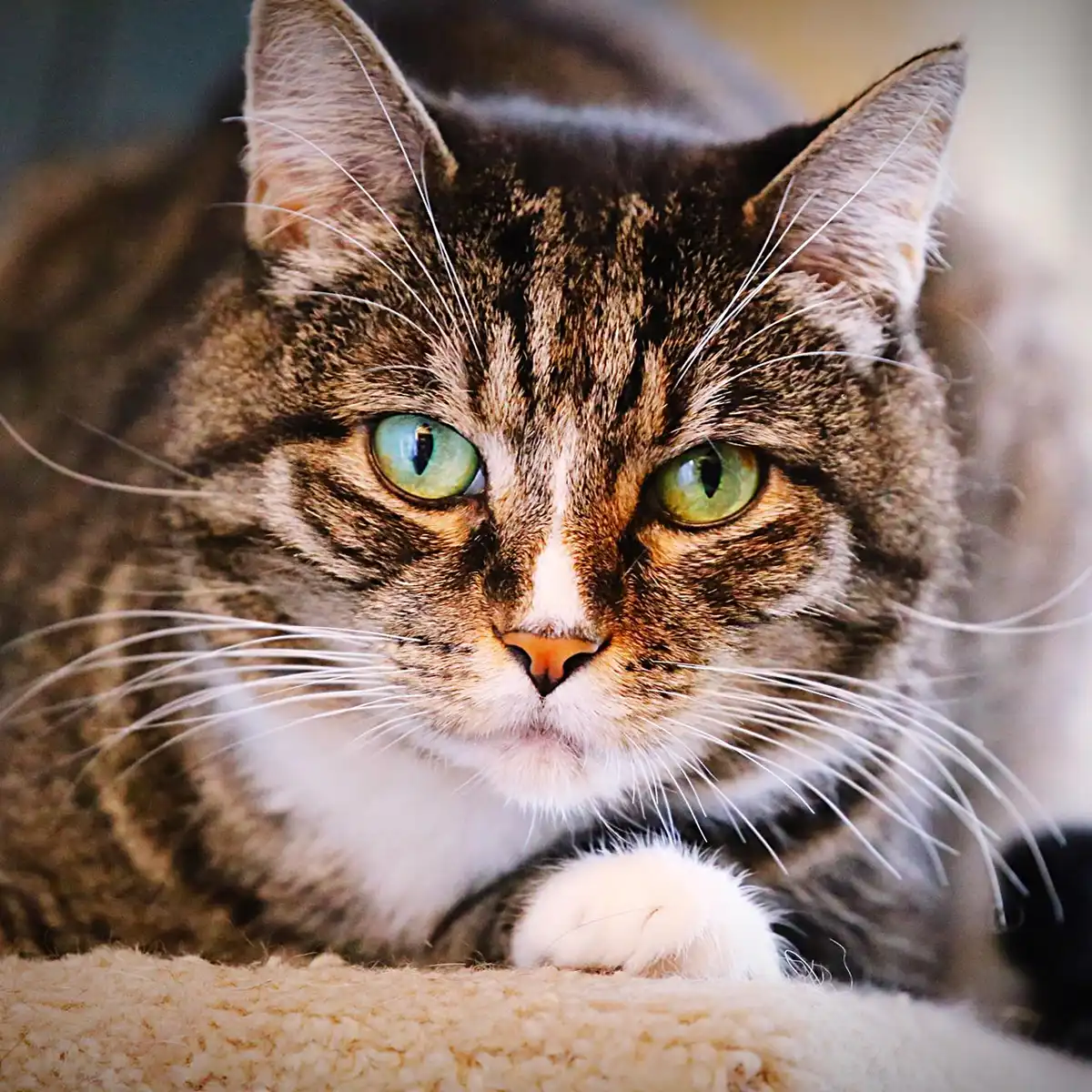 Giornata Internazionale del Gatto: tutto quello che c'è da sapere sull'8 agosto