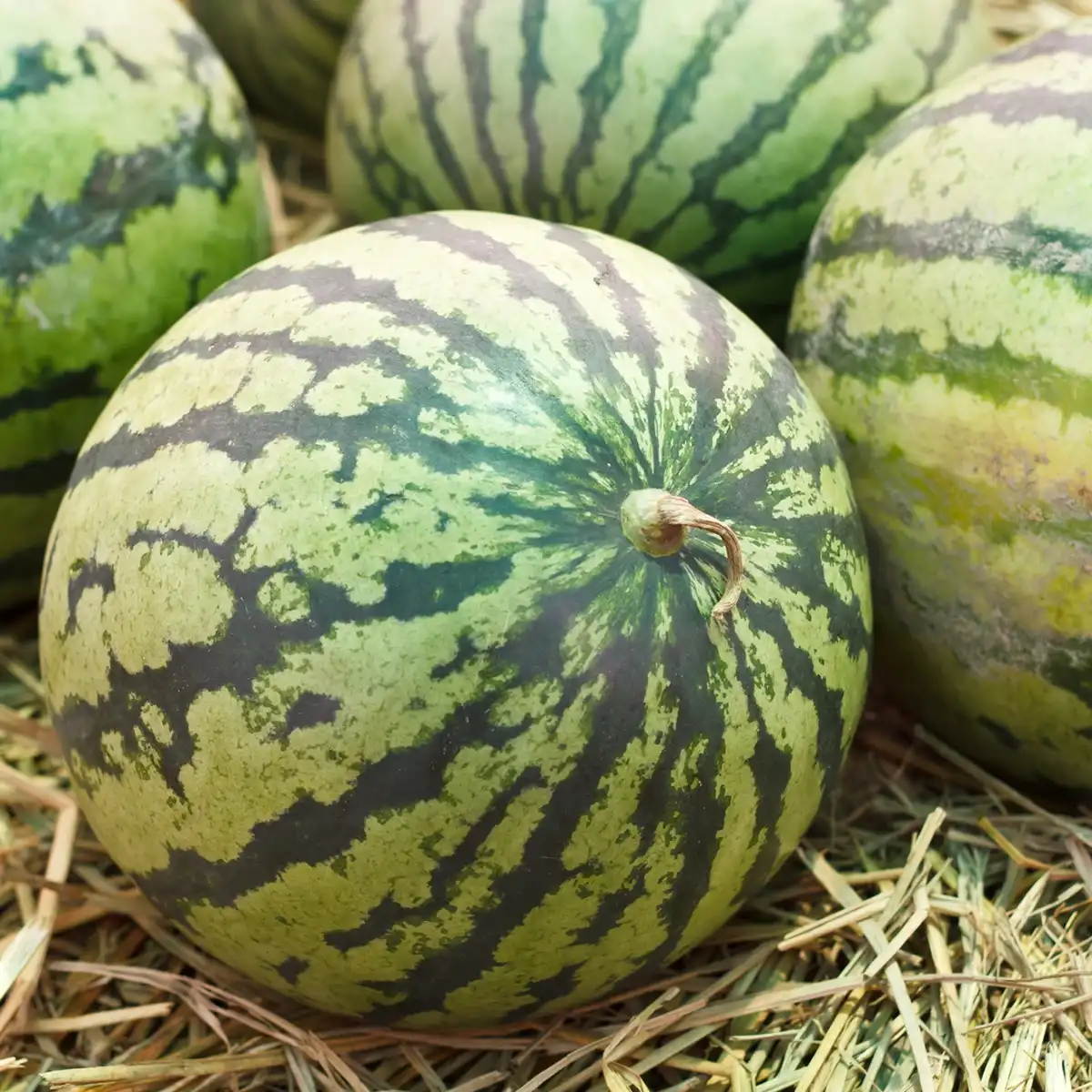 Giornata Mondiale del Cocomero