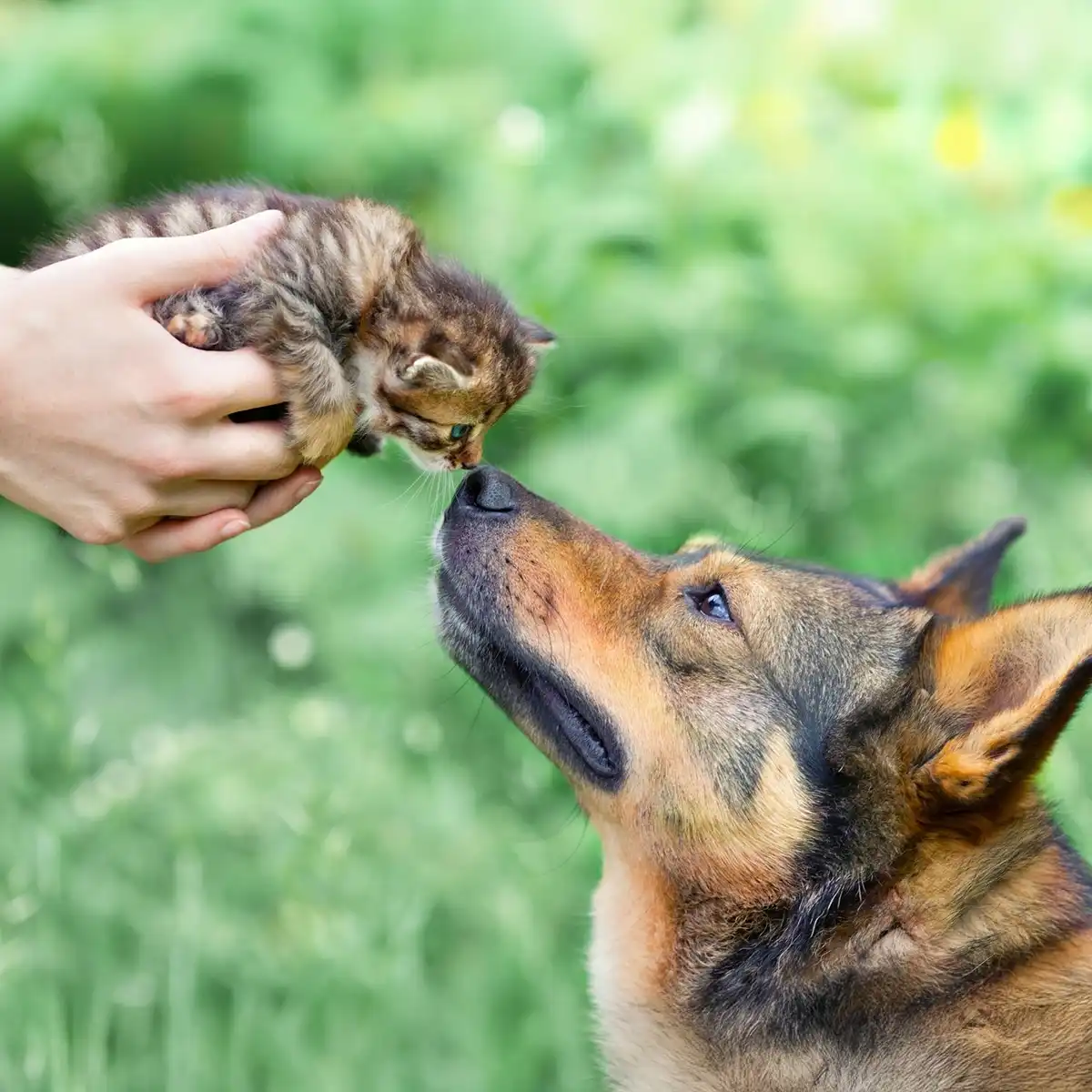 Giornata Mondiale degli Animali: il 4 ottobre celebra tutti gli esseri viventi